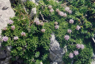 Globularia nana